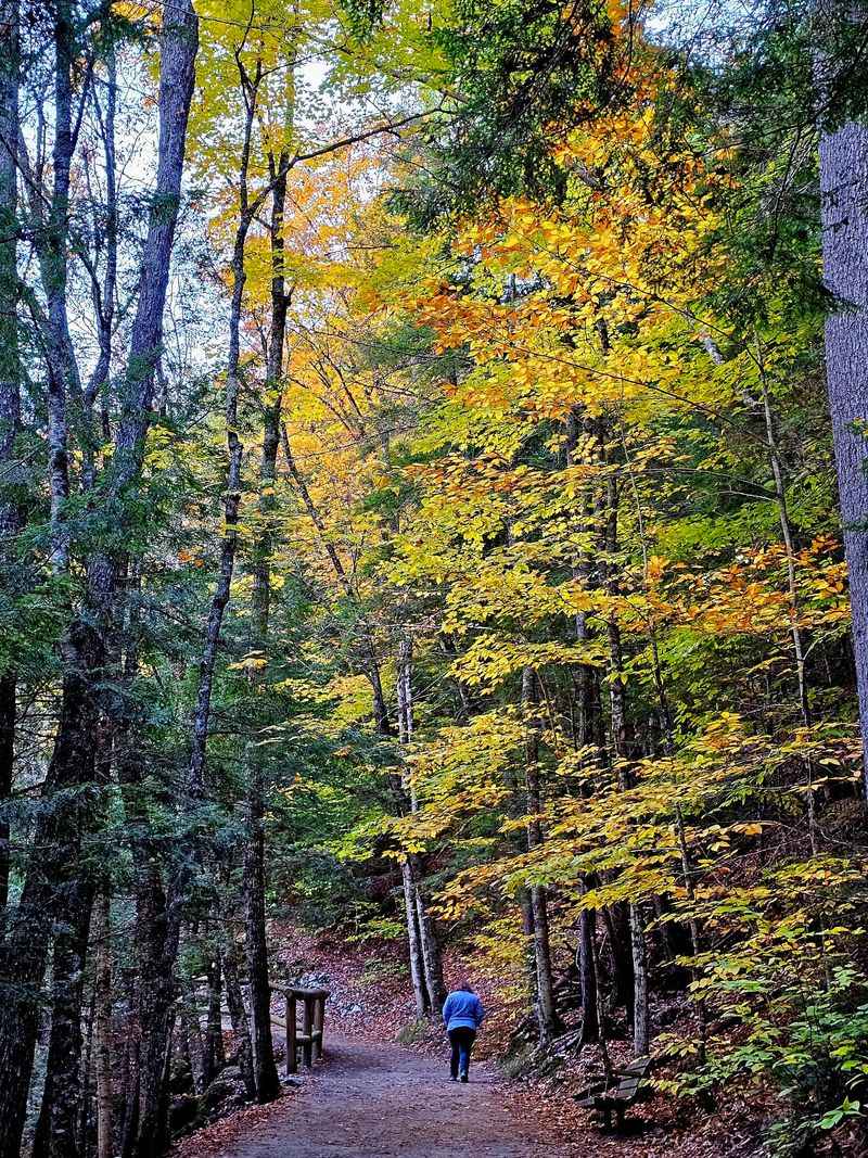 Autumn Turns the Forest Into a Painting Autumn Turns the Forest Into a Painting