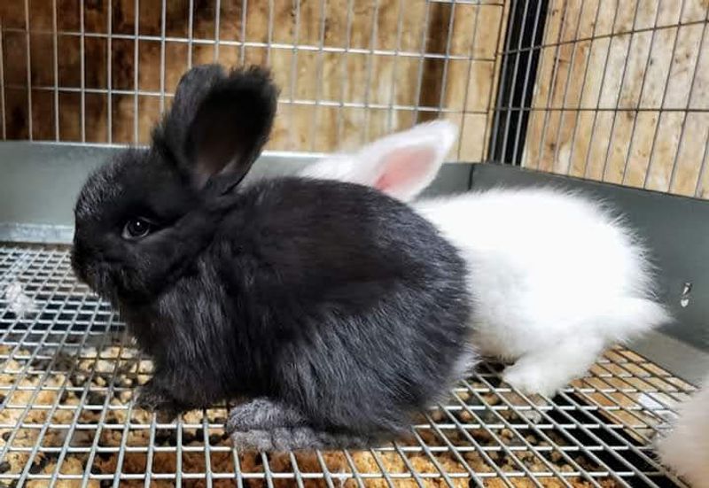 Baby Crias and Bunnies That Steal the Show Baby Crias and Bunnies That Steal the Show
