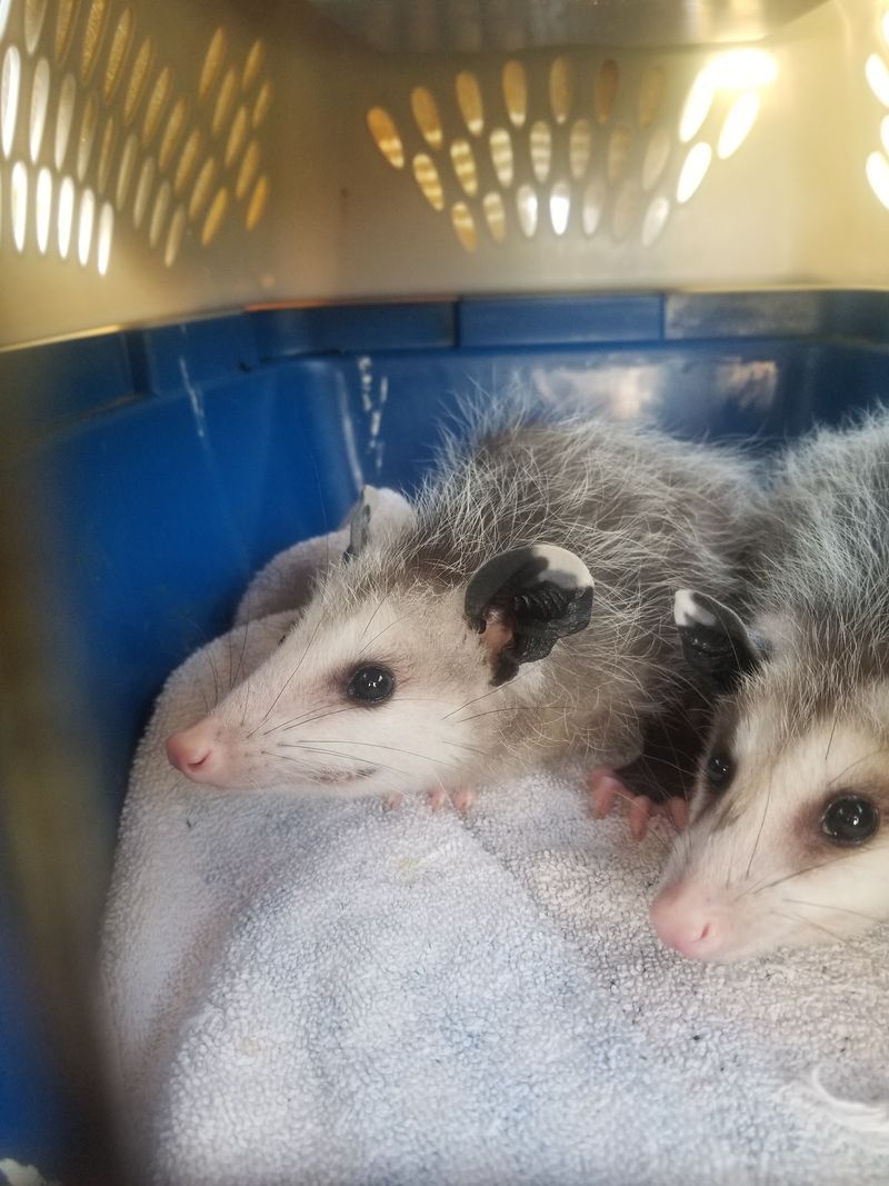 Baby Season Brings Opossums, Bunnies, and Thousands of Mouths Baby Season Brings Opossums, Bunnies, and Thousands of Mouths
