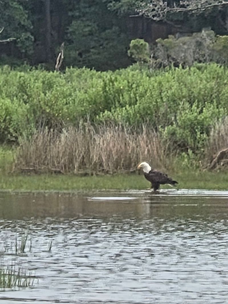 Bald Eagles And Big Sky Birdlife