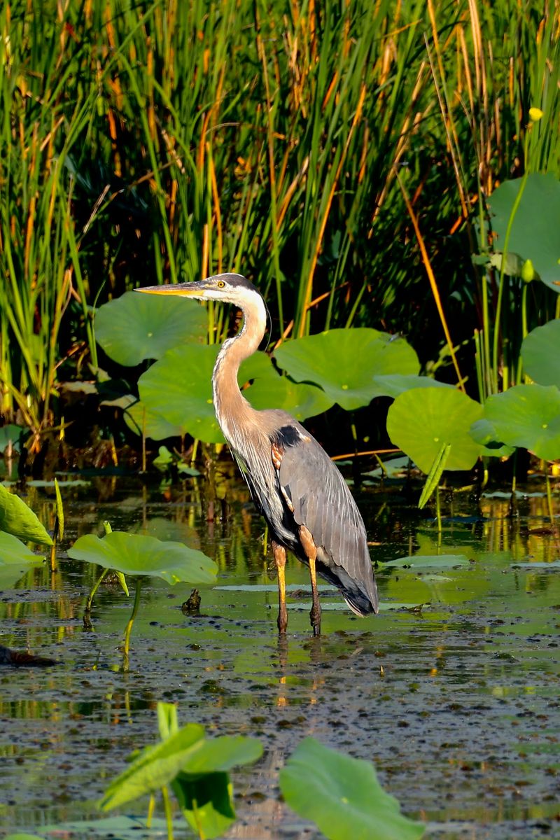 Bald Eagles, Cranes, And Nearly 300 Bird Species Bald Eagles, Cranes, And Nearly 300 Bird Species