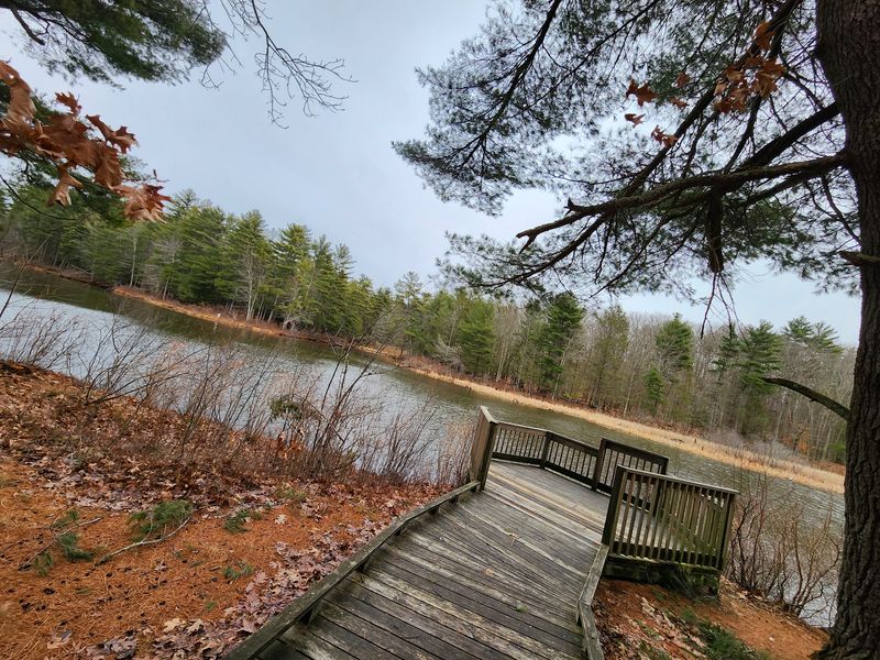 Bald Eagles Treat This Place Like A Winter Resort