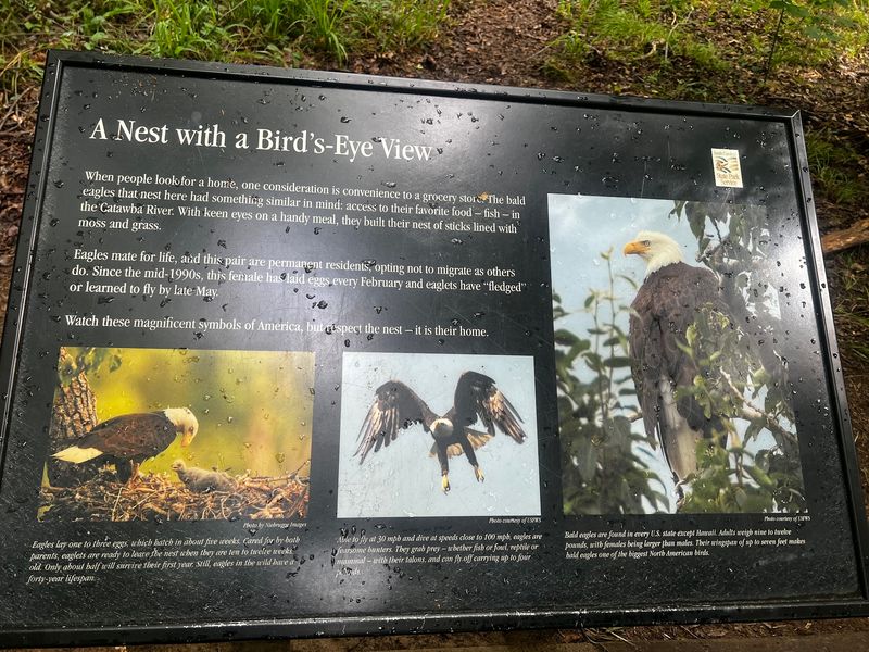 Bald Eagles, Turtles, and a Forest Full of Wings