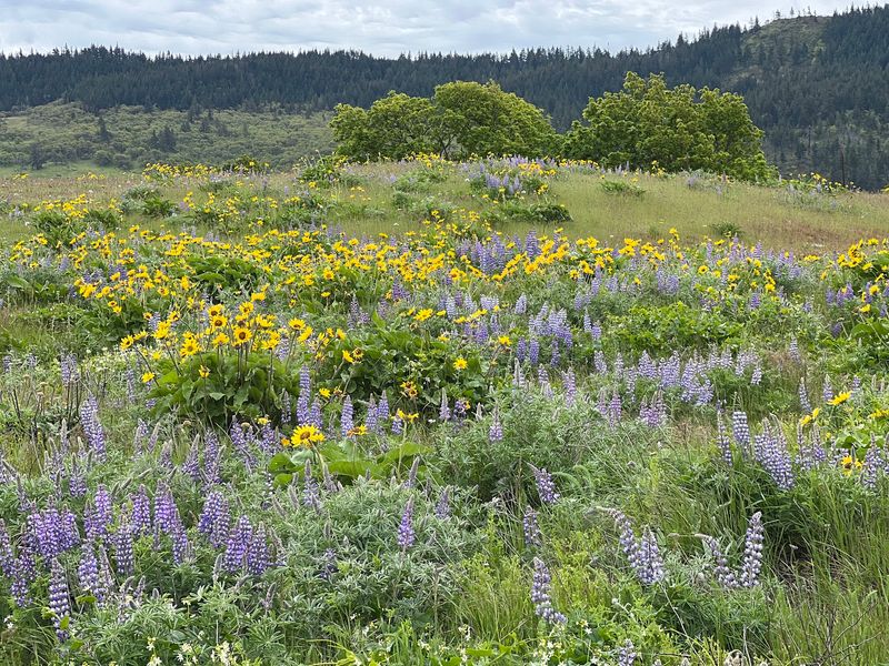 Balsamroot Season Turns the Slope Gold Balsamroot Season Turns the Slope Gold