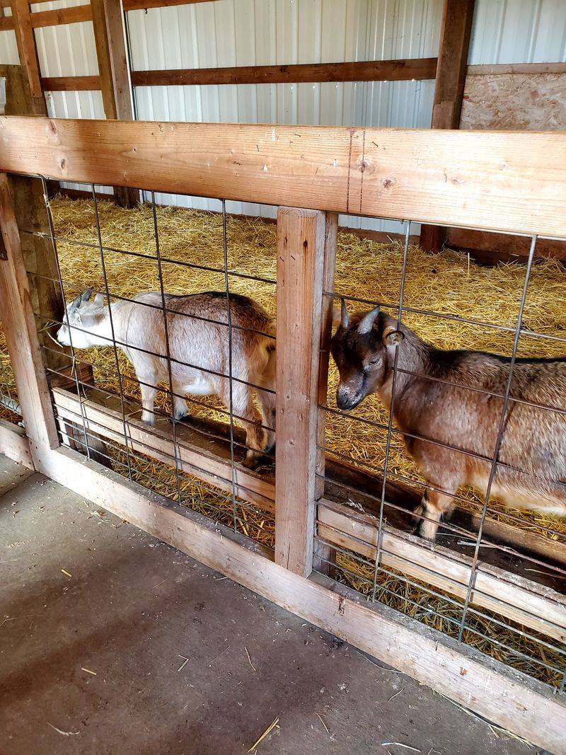 Barnyard Animals Ready For A Snack