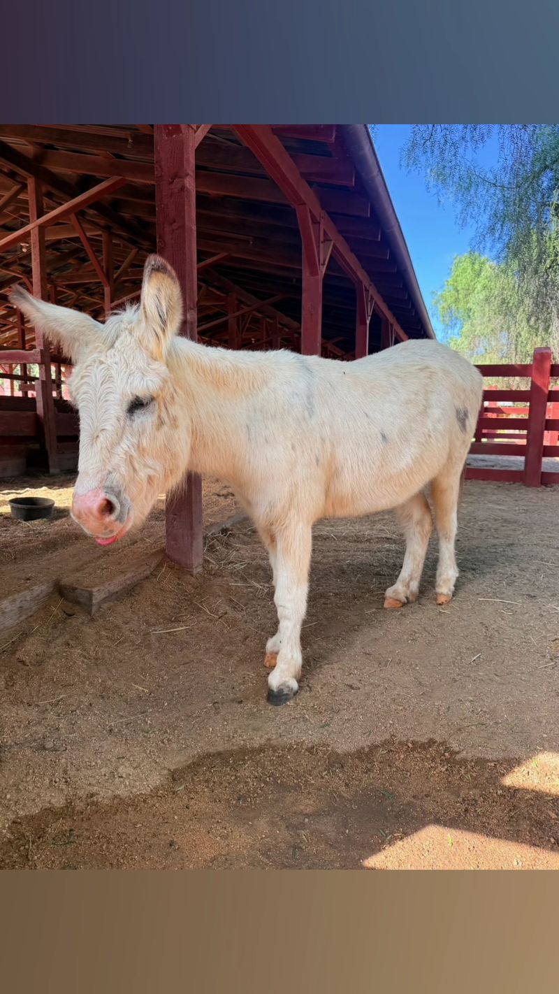 Barnyard Neighbors With Big Personalities