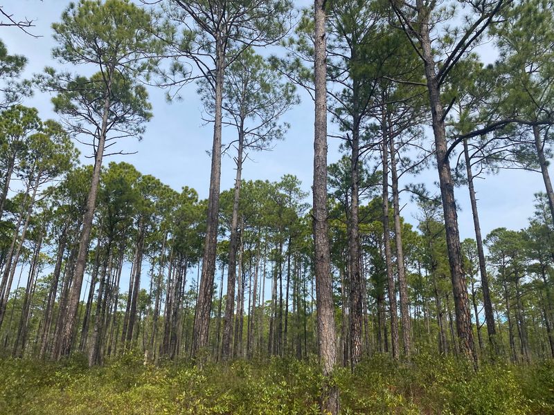 Bay Heritage Preserve and the Bigger Picture of Carolina Bay Conservation