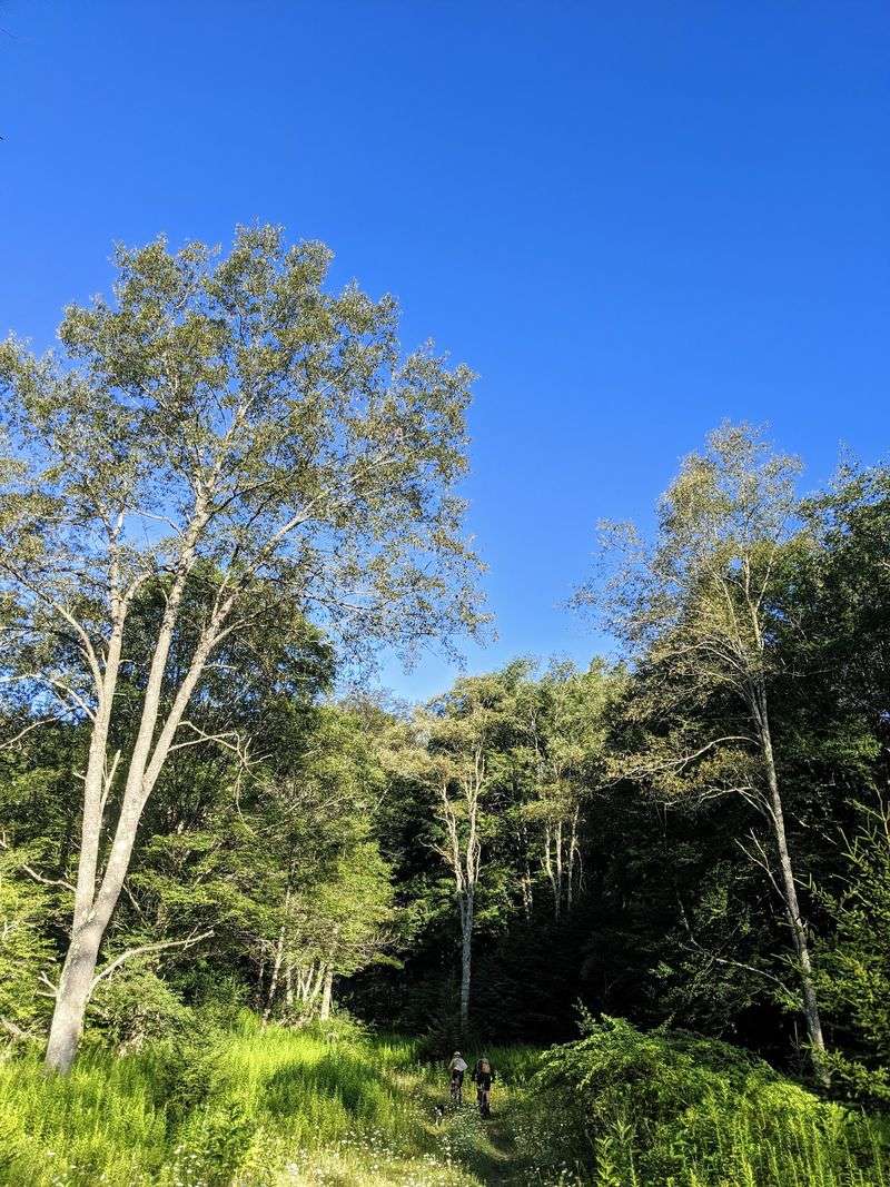 Beall Trail's Rolling Meadows and Shady Woods