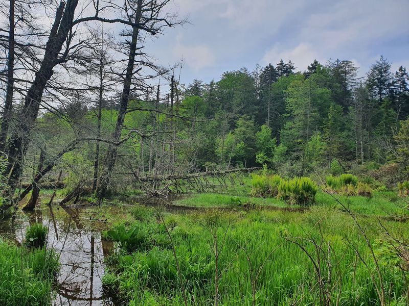 Bears, Beavers, and the Creatures of the Glades Bears, Beavers, and the Creatures of the Glades