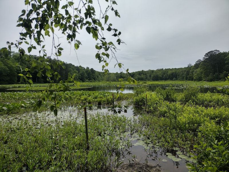Beaver Lake Trail, Pocahontas State Park Beaver Lake Trail, Pocahontas State Park