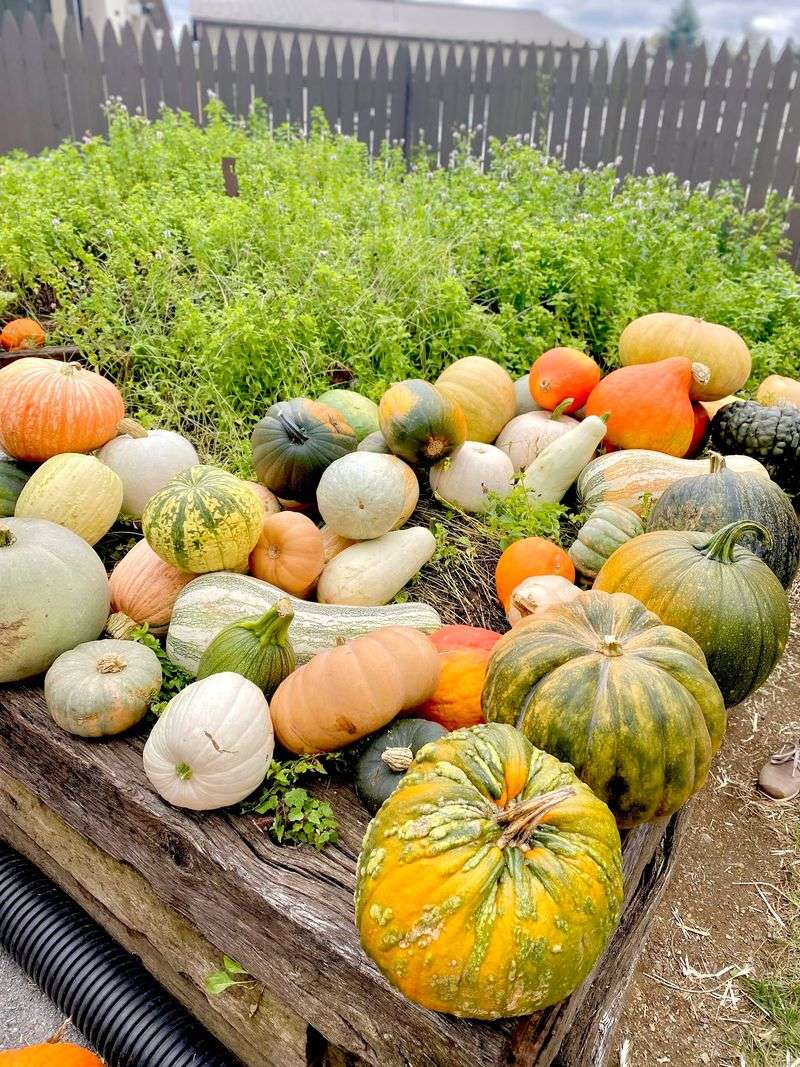 Berries, Apples, and a Pumpkin Patch Berries, Apples, and a Pumpkin Patch