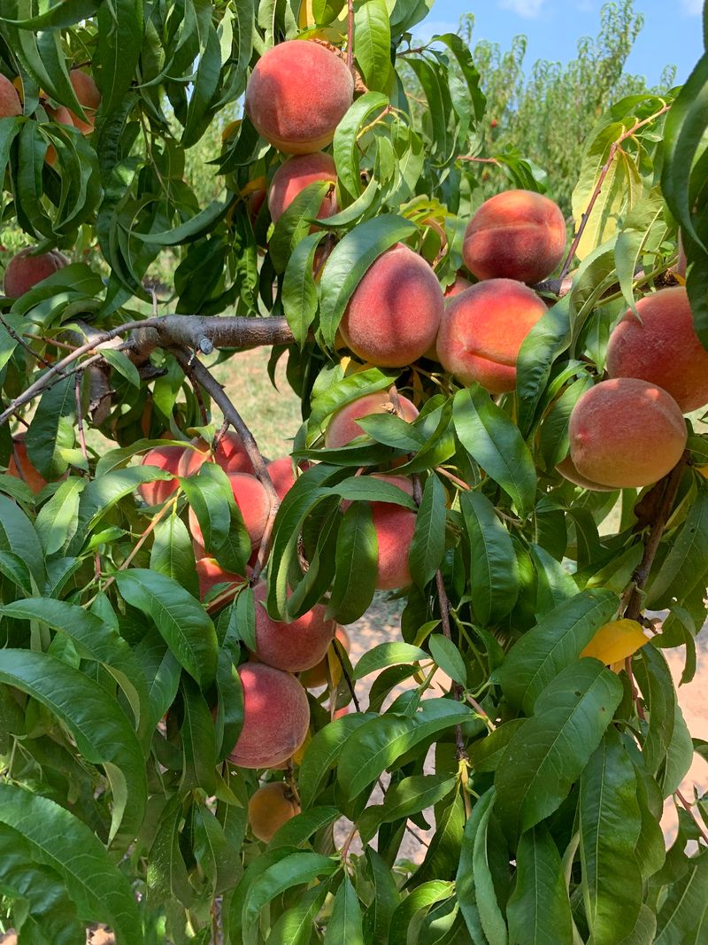 Berries, Peaches, and a Whole Season of Picking Berries, Peaches, and a Whole Season of Picking