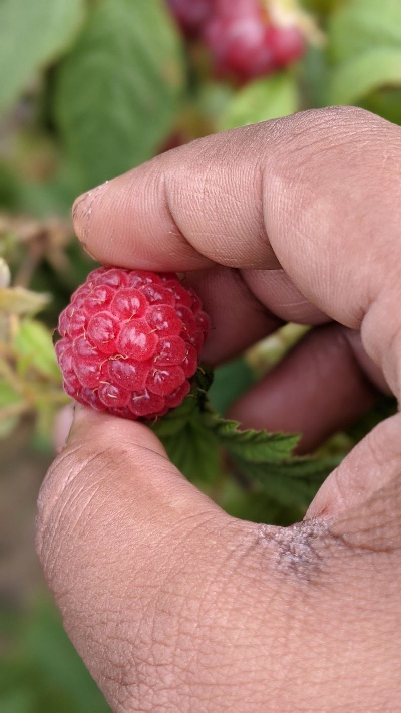 Berry Rows For Raspberries And Blackberries Berry Rows For Raspberries And Blackberries