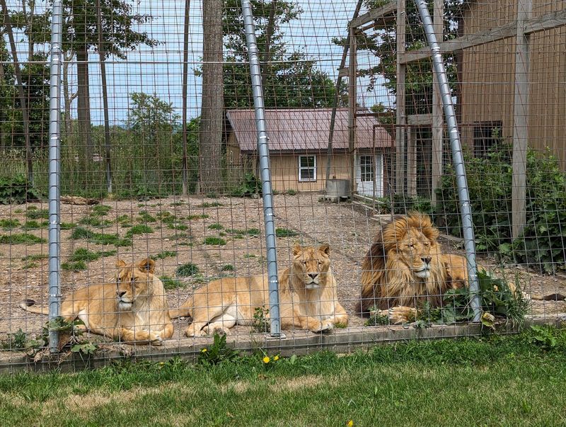 Big Cats, Bears, and Animals From Nearly Every Continent