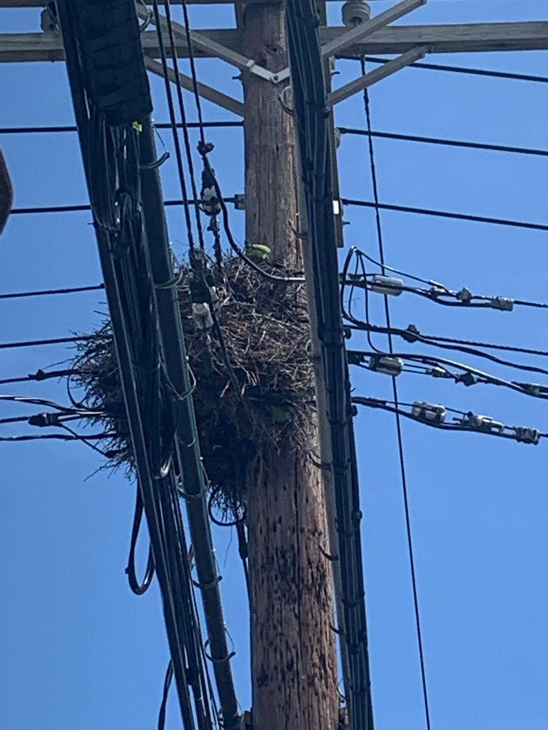 Bird Advocacy Through Alabama Audubon Bird Advocacy Through Alabama Audubon