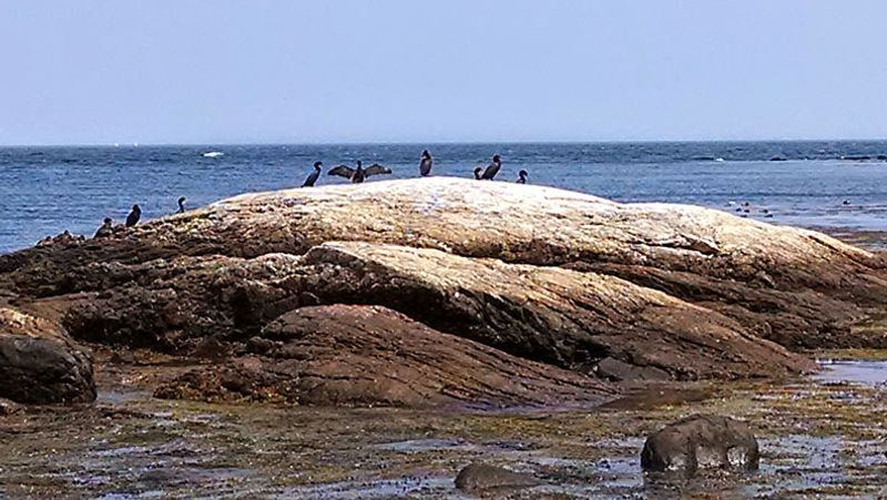 Bird Watching Bragging Rights on the Seacoast