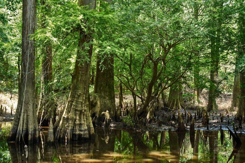 Birding, Bobcats And The Wildlife Worth Watching