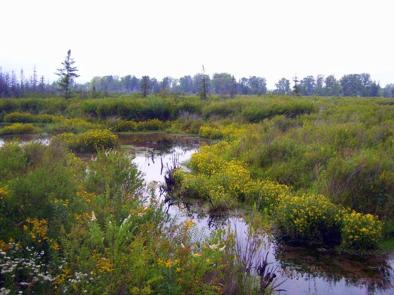 Birding Hotspots from Cortland Road to Camp 70