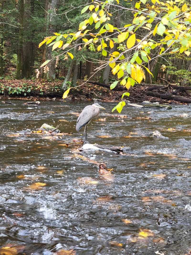Birds, Bears, And Other Neighbors