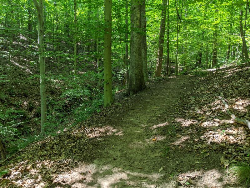 Birds, Deer, And Nearly Two Hundred Reasons To Bring Binoculars
