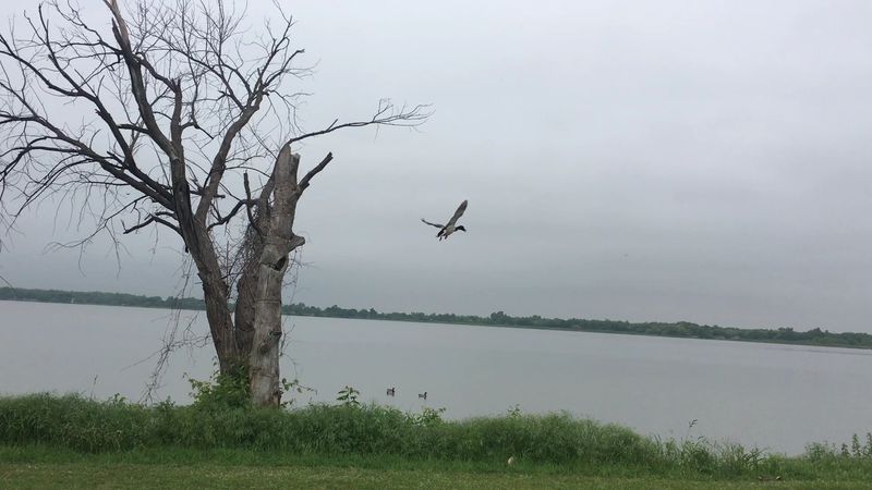 Birds, Grasses, and the Refuge Across the Water Birds, Grasses, and the Refuge Across the Water