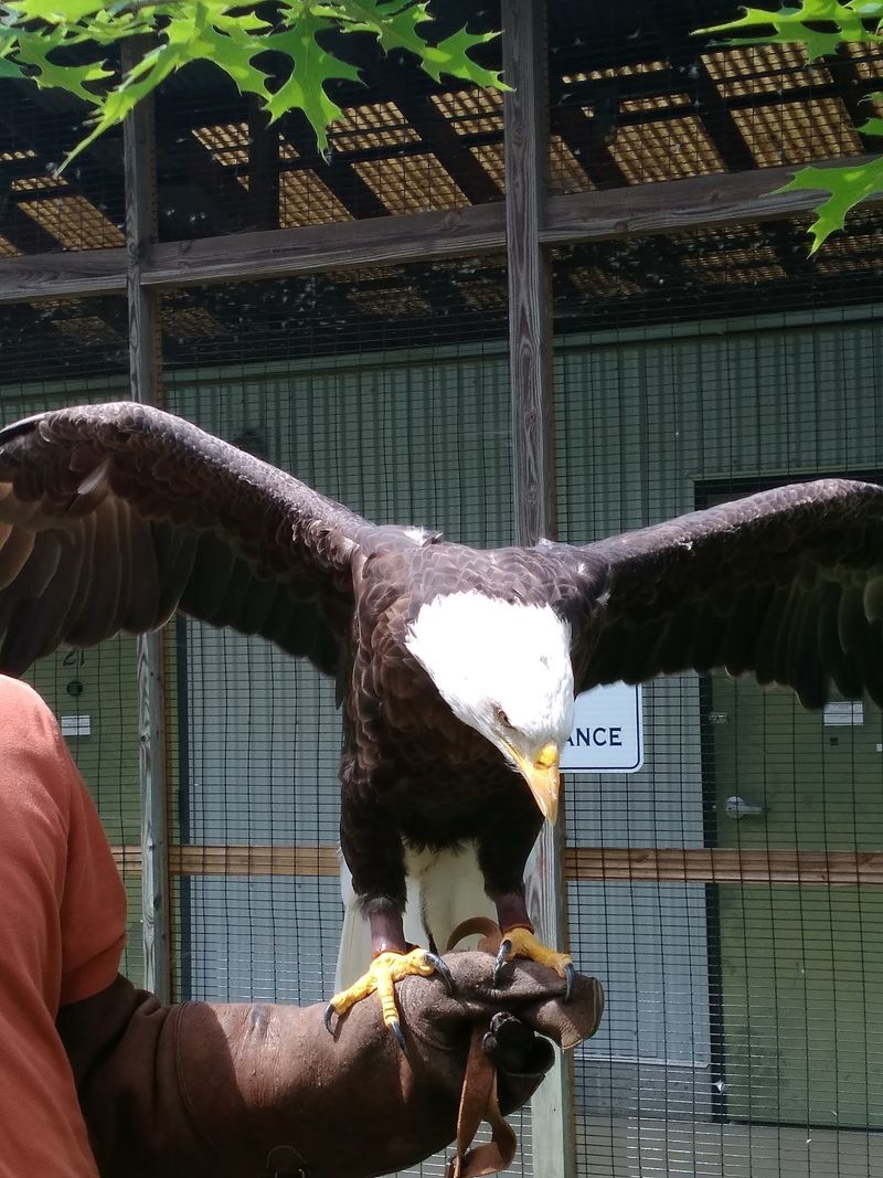 Birds Of Prey At The Auburn University Raptor Center Birds Of Prey At The Auburn University Raptor Center