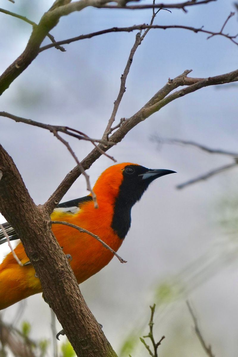Birds That Bring Watchers From Everywhere Birds That Bring Watchers From Everywhere