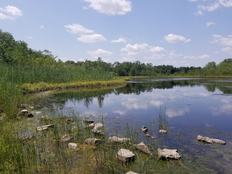 Birdwatching That Rewards Slow Walkers