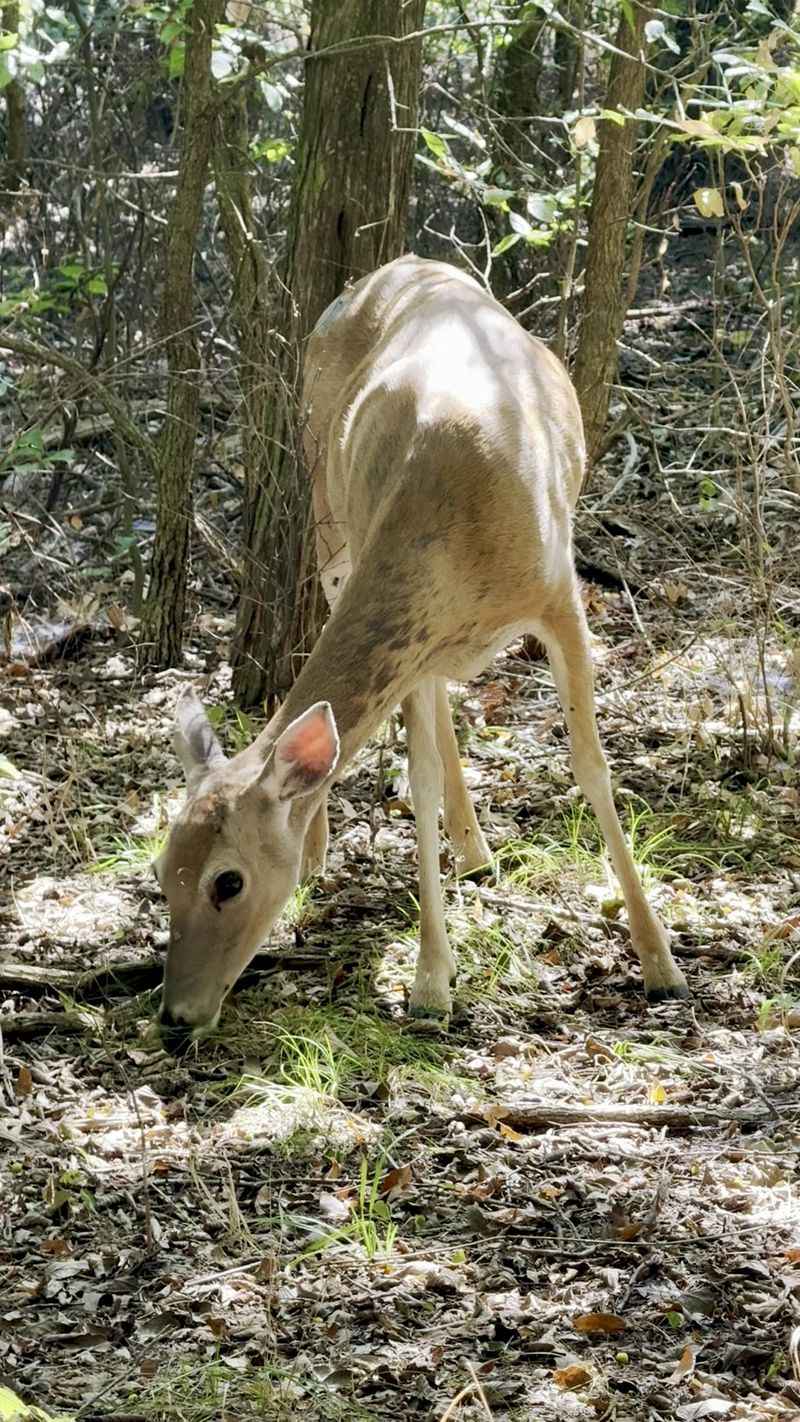 Bison, Deer, and a Refuge That Belongs to the Animals