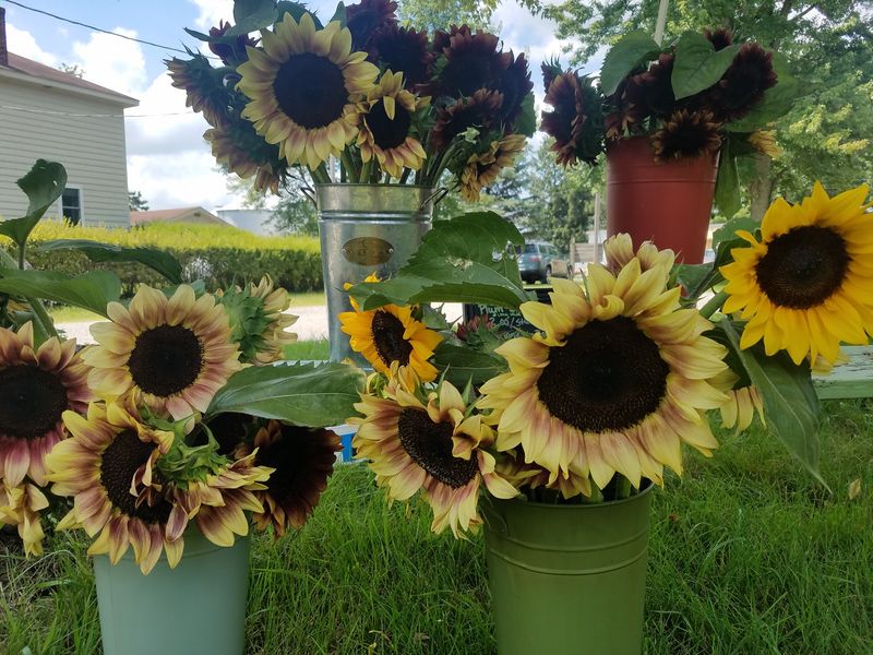 Bison, Farmers Markets And A Toboggan Run Nearby