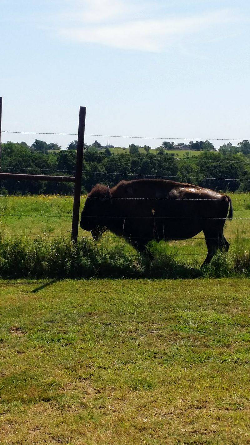 Bison In The Pasture On The Way In Bison In The Pasture On The Way In