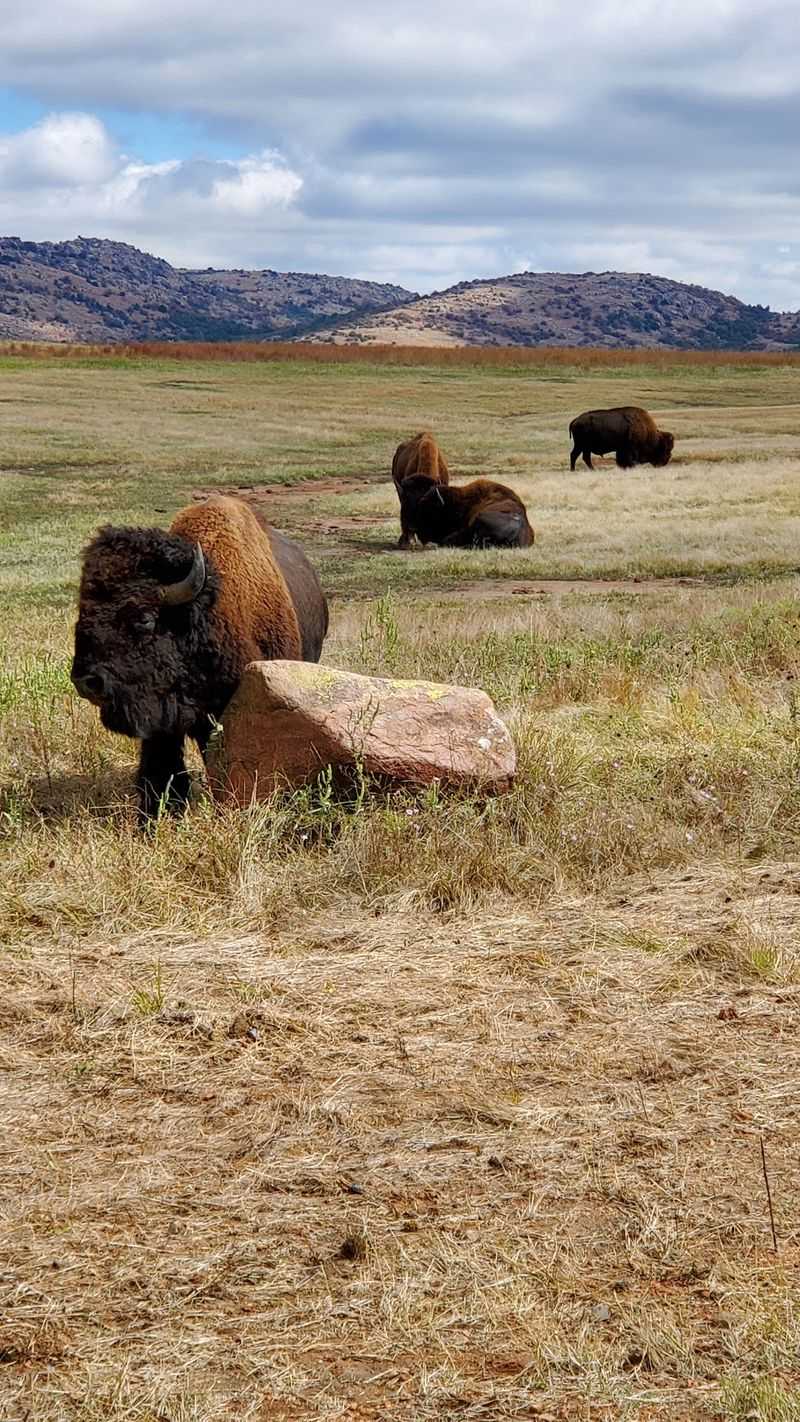 Bison Naps, Prairie Dogs, and Fall Refuge Drives