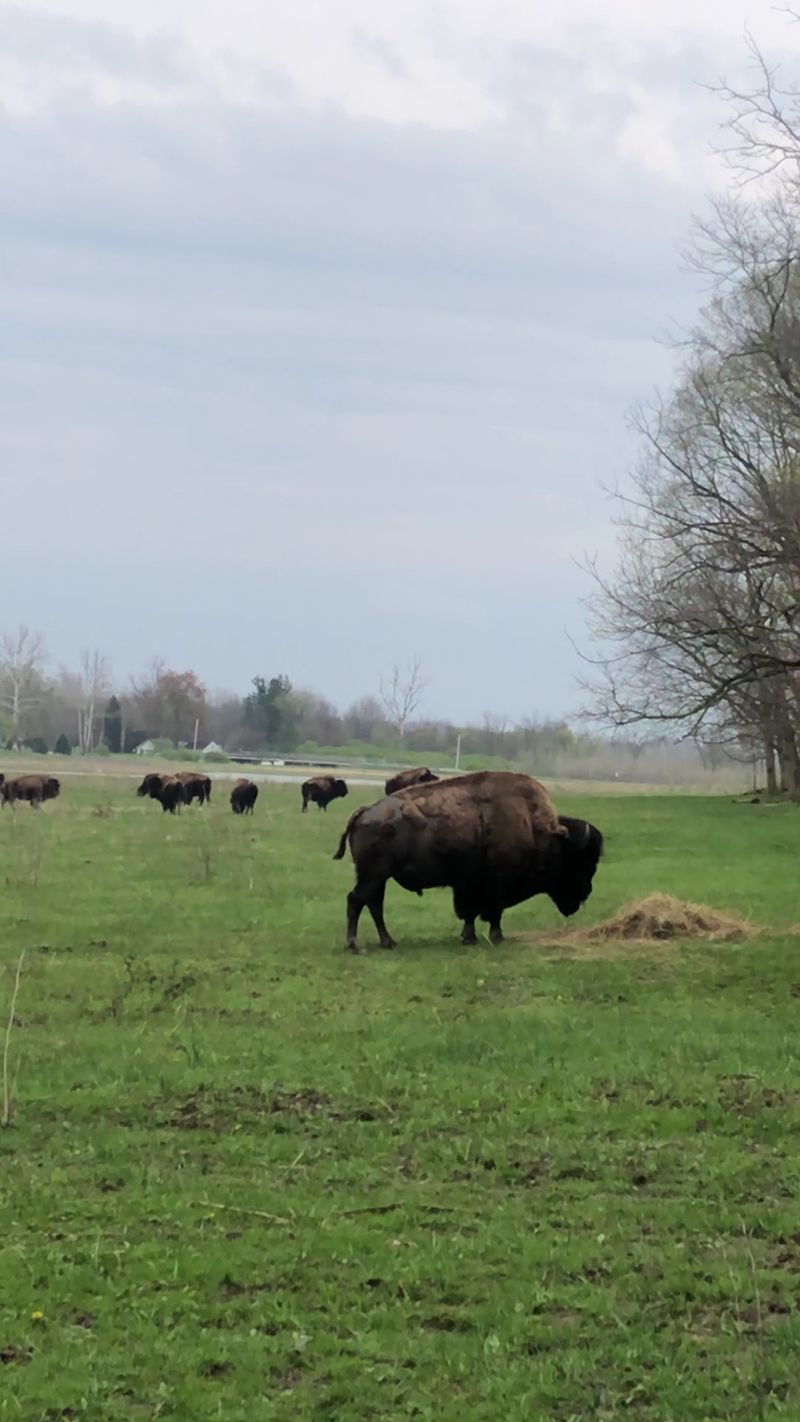 Bison Roaming Free Right in the Middle of Indiana