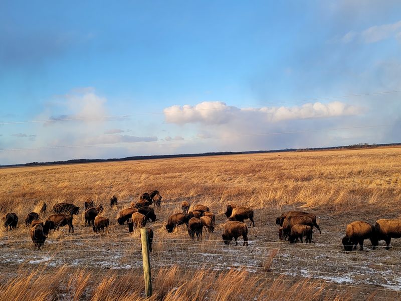Bison Roaming Where Indiana's Biggest Lake Used To Be Bison Roaming Where Indiana's Biggest Lake Used To Be