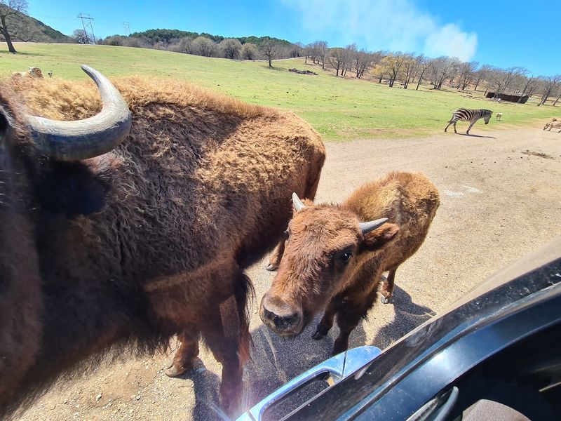Bison and Other Big-Bodied Grazers