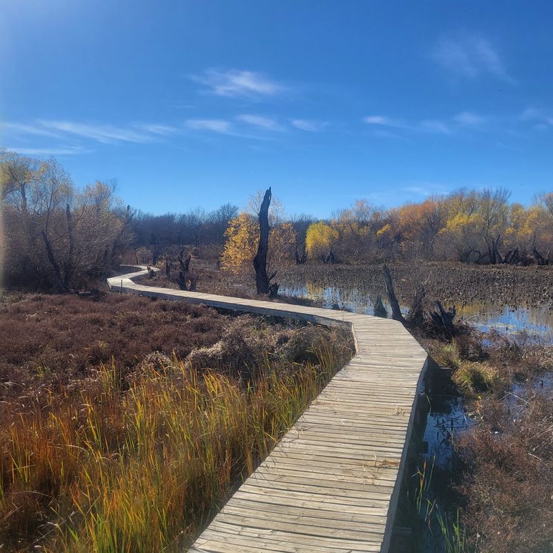 Bittern Marsh and the Boardwalk Everyone Remembers Bittern Marsh and the Boardwalk Everyone Remembers