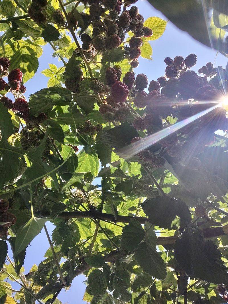 Blackberry Rows on the Other Side