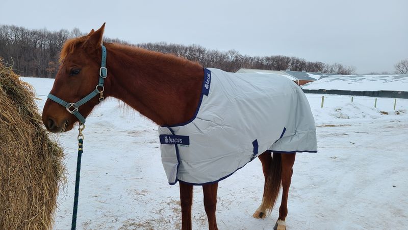 Blankets, Sheets And Barn Supplies For Real Minnesota Winters Blankets, Sheets And Barn Supplies For Real Minnesota Winters