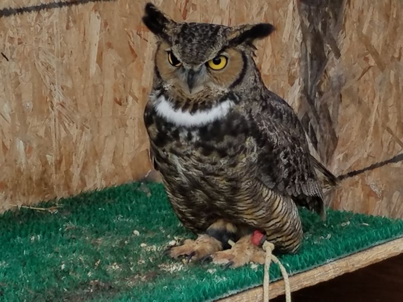 Blue Mountain Wildlife, Pendleton, OR