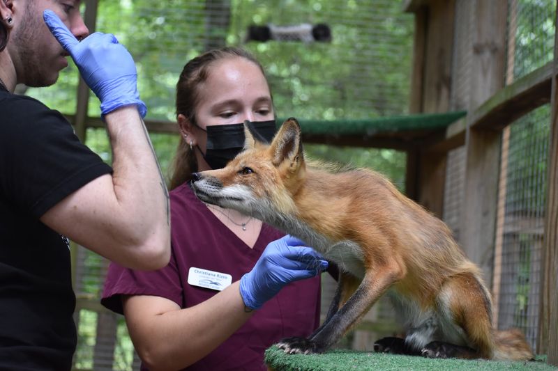 Blue Ridge Wildlife Center Blue Ridge Wildlife Center