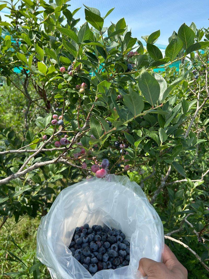 Blueberry Bushes Loaded to the Branches