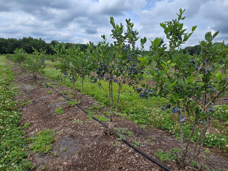 Blueberry Fields With A Serious Claim To Fame Blueberry Fields With A Serious Claim To Fame