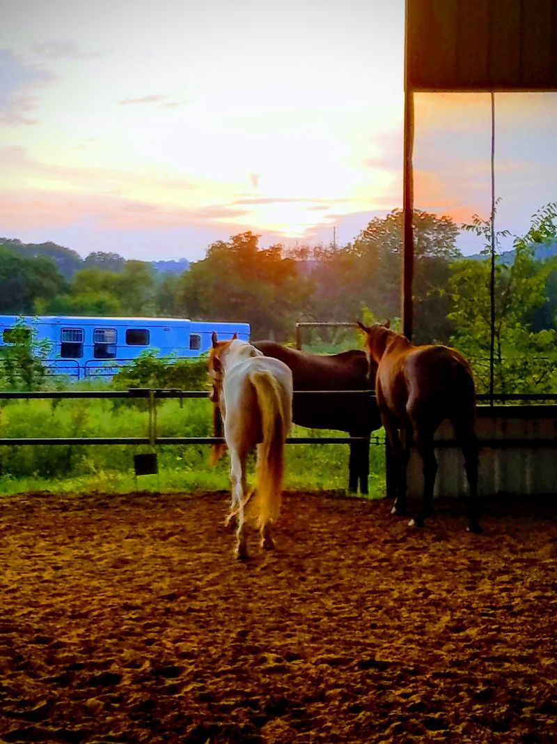 Boarding Options For Every Kind Of Horse Owner Boarding Options For Every Kind Of Horse Owner