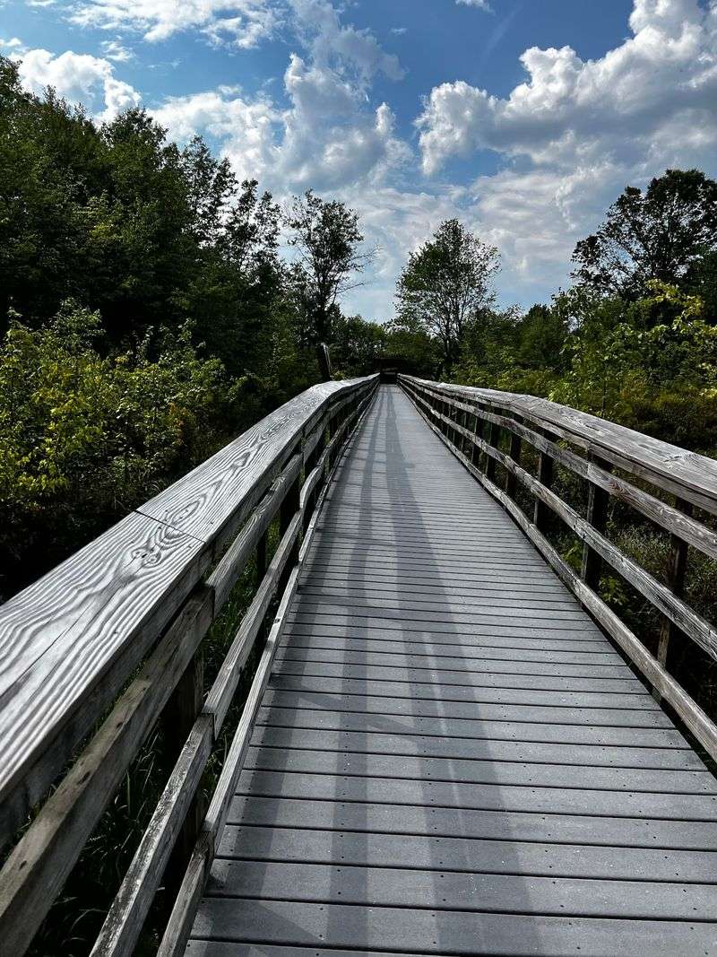 Boardwalks Floating Over Dark Water