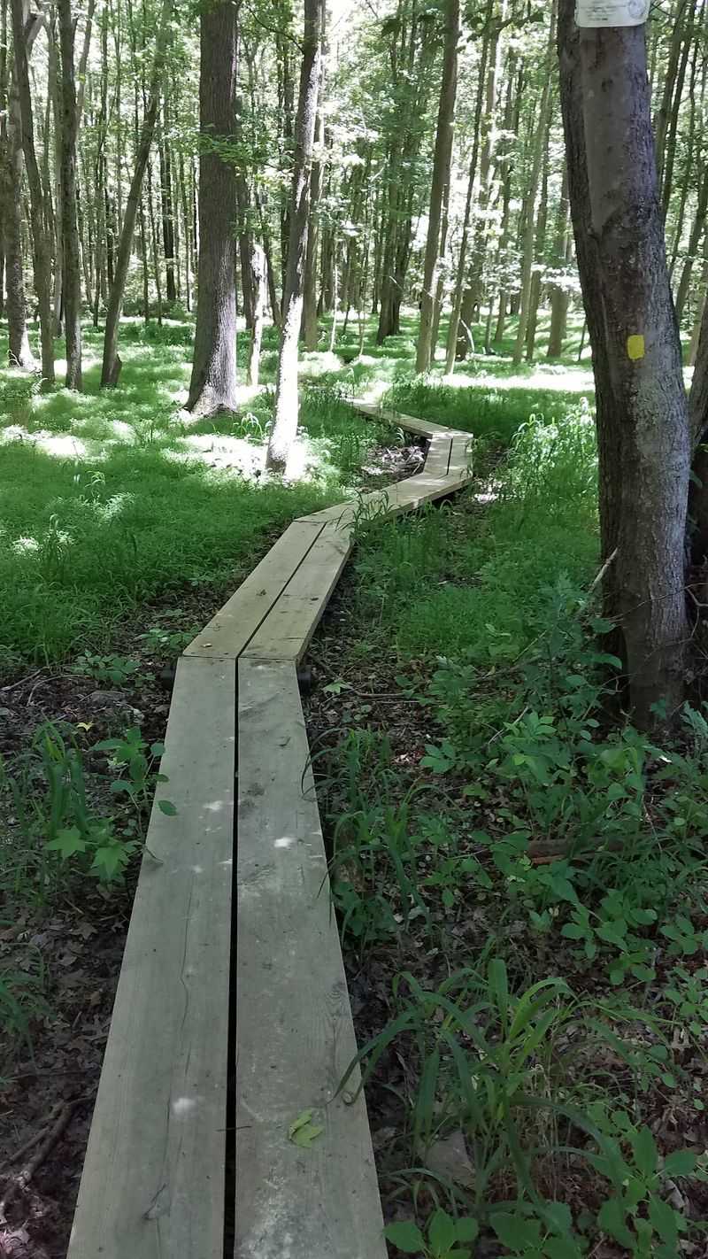 Boardwalks Over Marshy Ground Boardwalks Over Marshy Ground