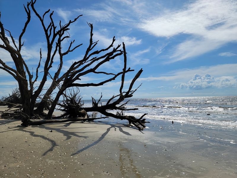 Boneyard Beach and the Rules That Keep It Whole Boneyard Beach and the Rules That Keep It Whole
