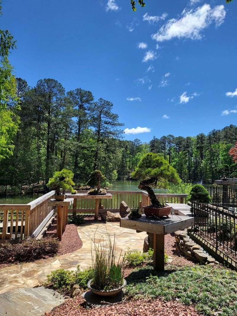 Bonsai, Japanese Maples, and Everything Else Growing Here