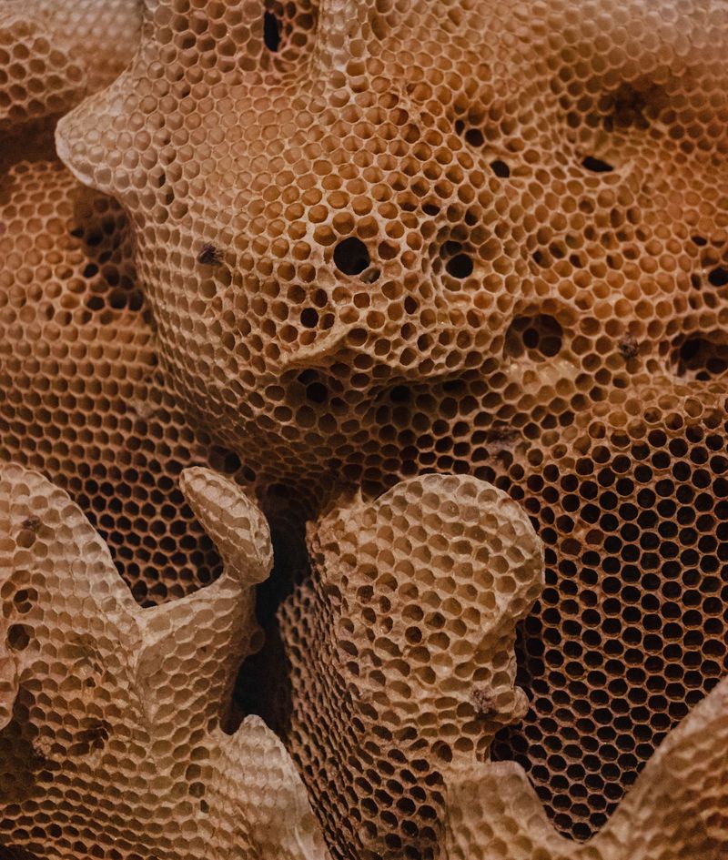 Bread School, Beehives, and Raw Honey