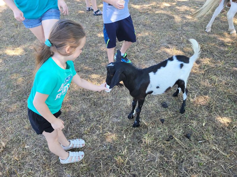 Bring a Bucket, the Goats Are Waiting Bring a Bucket, the Goats Are Waiting