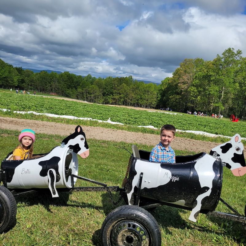 Bucking Tractor Rides And The Metal Cow Herd Bucking Tractor Rides And The Metal Cow Herd